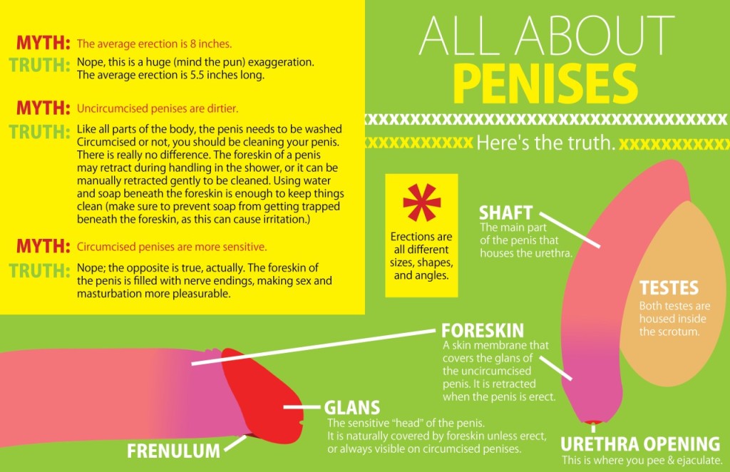 penis-facts-infographic-sex-toys