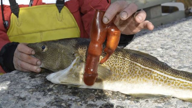 norwegan-fisherman-finds-dildo-cod