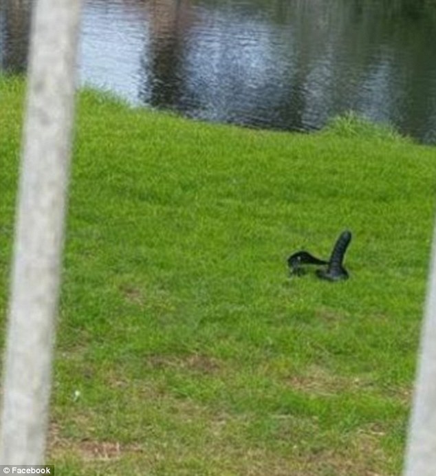 Higher Definition photo of what actually appears to be a Black Strapon.