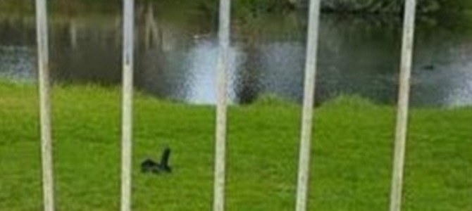 Woman Mistakes a Dildo / Sex Toy for a Duck by the Water