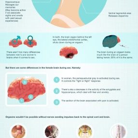 Brain-On-Sex-infographic