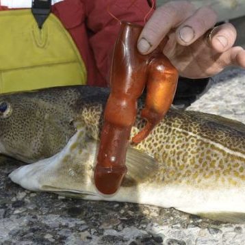 norwegan-fisherman-finds-dildo-cod