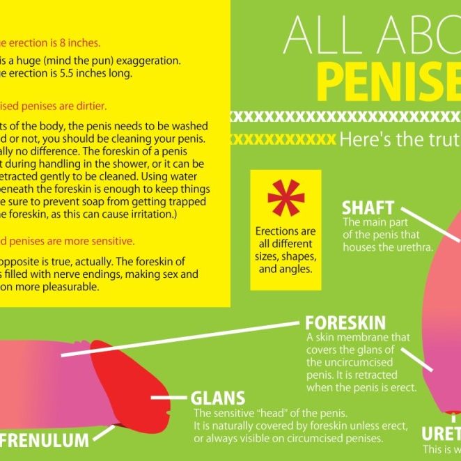 penis-facts-infographic-sex-toys